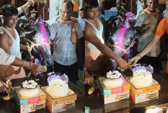Ballia Buffalo Birthday